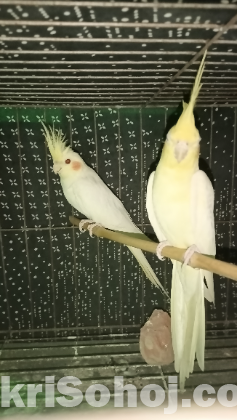 Lotino Cockatiel for sell